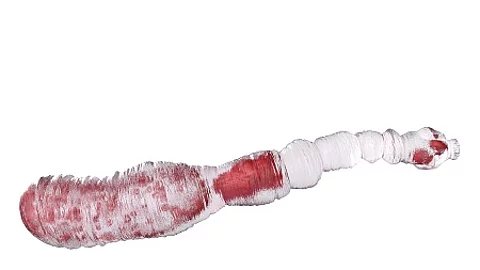 3d rendered medically accurate illustration of an echinococcus g