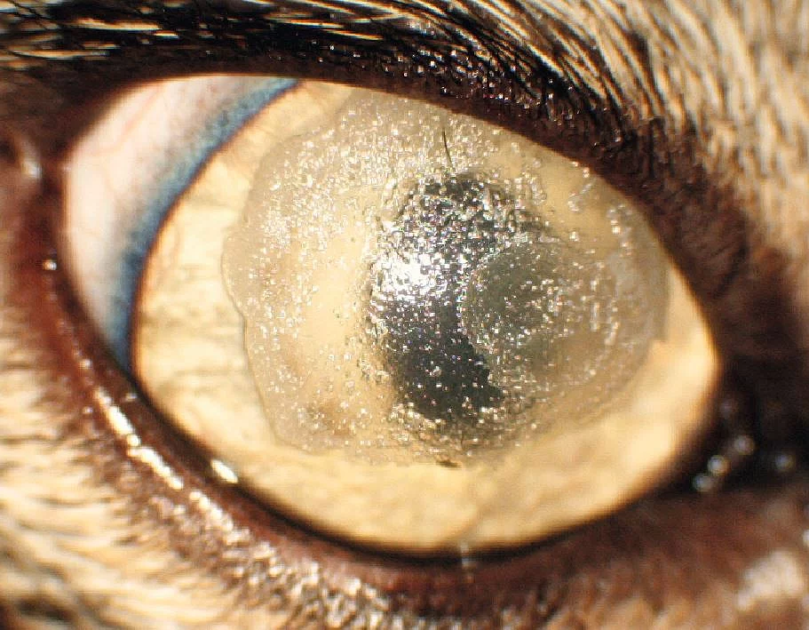 Histoacrylklebung Histoacrylklebung