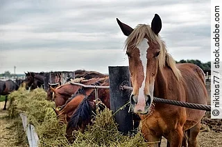 horses eating hay on the farm