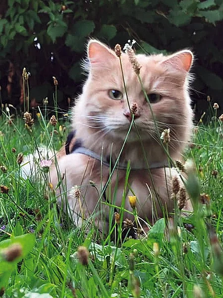 Eine junge rot-getigerte Katze trägt ein Geschirr und sitzt im Gras.
