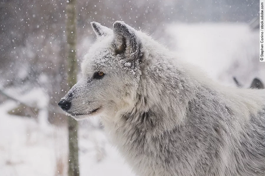 Ein weißer Wolf steht in einer winterlichen Landschaft mit Schnee auf seinem Fell. Ein weißer Wolf steht in einer winterlichen Landschaft mit Schnee auf seinem Fell.