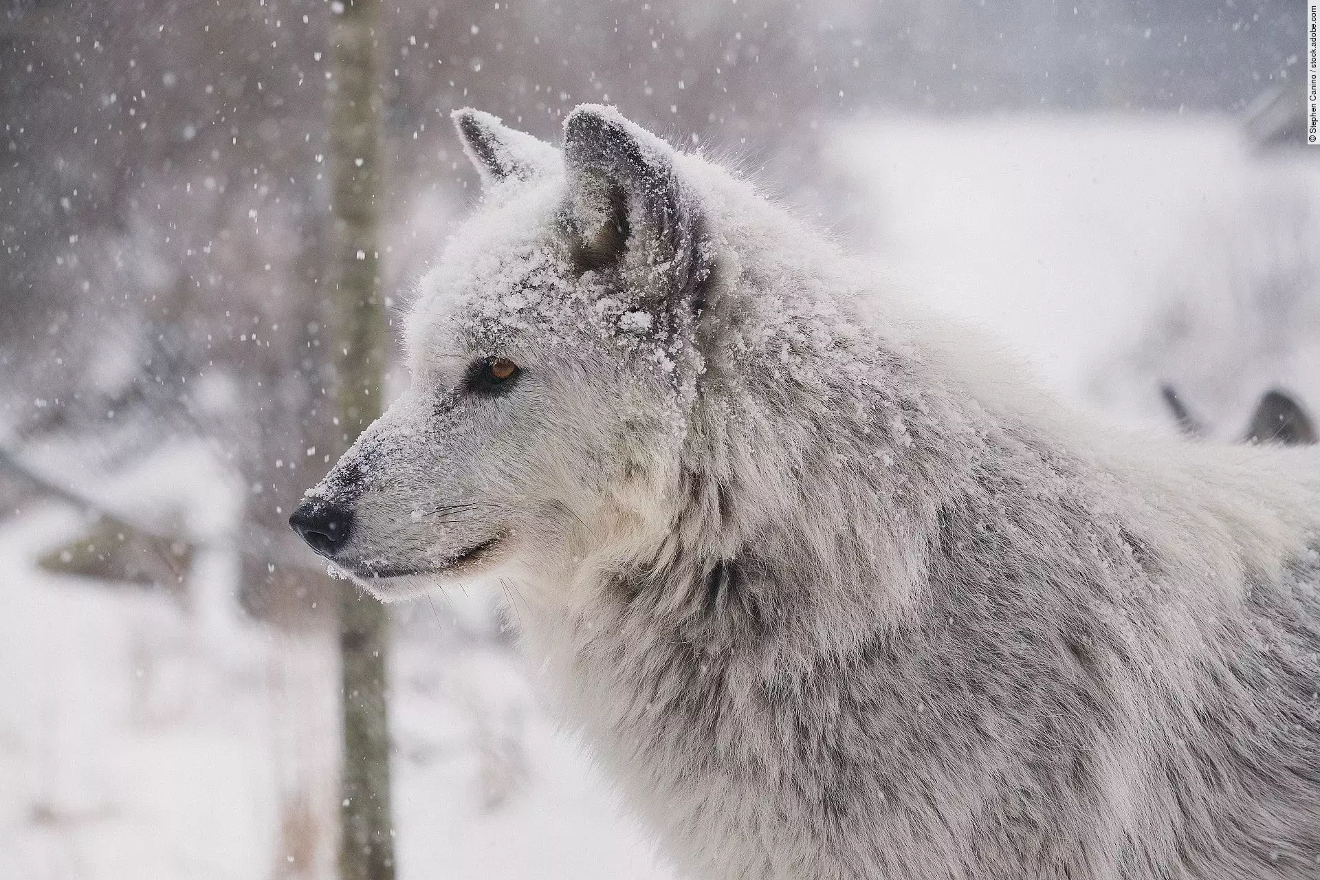 Ein weißer Wolf steht in einer winterlichen Landschaft mit Schnee auf seinem Fell.