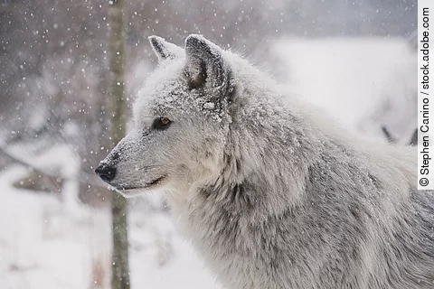 Ein weißer Wolf steht in einer winterlichen Landschaft mit Schnee auf seinem Fell.
