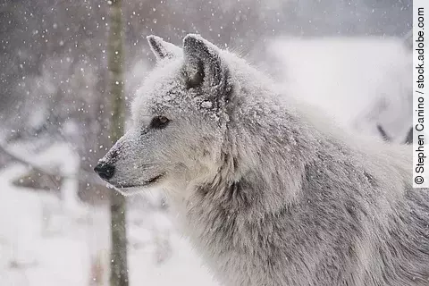 Ein weißer Wolf steht in einer winterlichen Landschaft mit Schnee auf seinem Fell.
