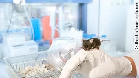 Dark laboratory mouse sits on gloved male hand