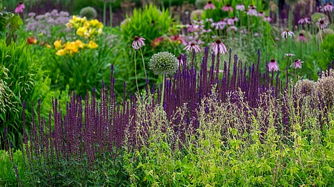 Garten mit vielen verschiedenen Blumen. Im Vordergrund sieht man ein Staudenbeet. Die Blumen haben in bunten Farben - wie lila und gelb - Blüten. 