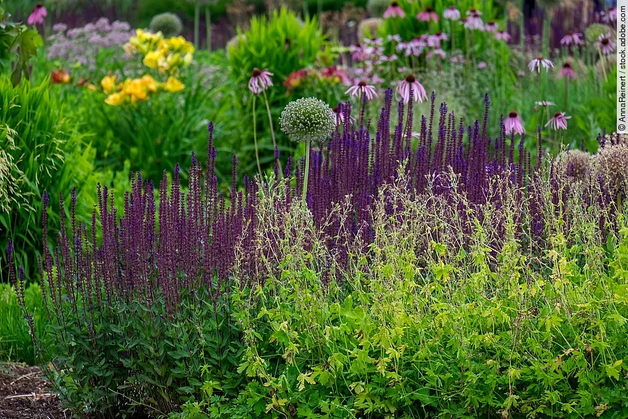 Garten mit vielen verschiedenen Blumen. Im Vordergrund sieht man ein Staudenbeet. Die Blumen haben in bunten Farben - wie lila und gelb - Blüten. 