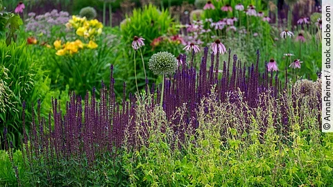 Garten mit vielen verschiedenen Blumen. Im Vordergrund sieht man ein Staudenbeet. Die Blumen haben in bunten Farben - wie lila und gelb - Blüten. 