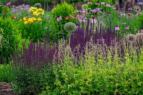 Staudenbeet Garten mit vielen verschiedenen Blumen. Im Vordergrund sieht man ein Staudenbeet. Die Blumen haben in bunten Farben - wie lila und gelb - Blüten.