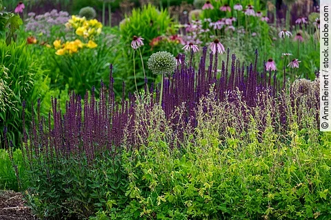 Garten mit vielen verschiedenen Blumen. Im Vordergrund sieht man ein Staudenbeet. Die Blumen haben in bunten Farben - wie lila und gelb - Blüten. 