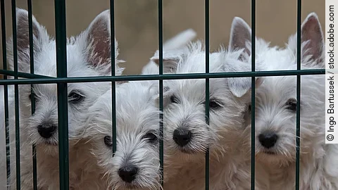 West Highland White Terrier Welpen
