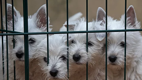 West Highland White Terrier Welpen