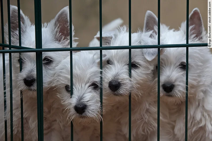 West Highland White Terrier Welpen