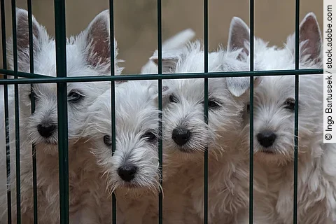 West Highland White Terrier Welpen