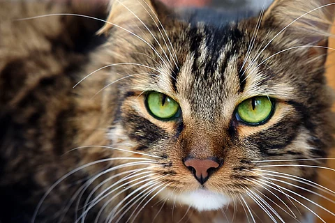 Katze