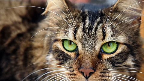 Katze