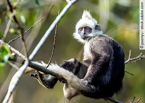Langur auf einem Baum