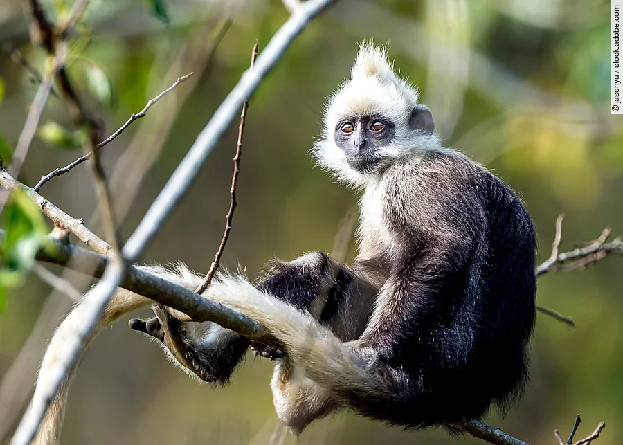 Langur auf einem Baum Langur auf einem Baum