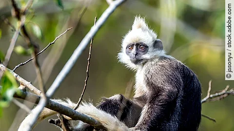 Langur auf einem Baum
