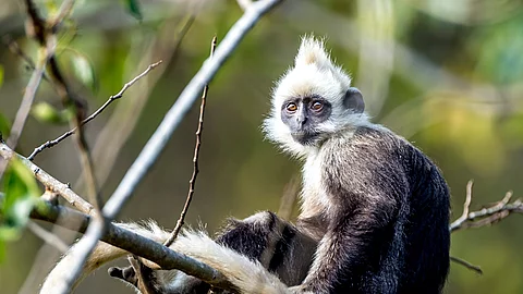 Langur auf einem Baum