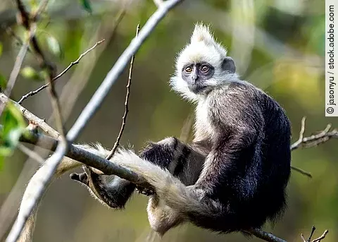 Langur auf einem Baum