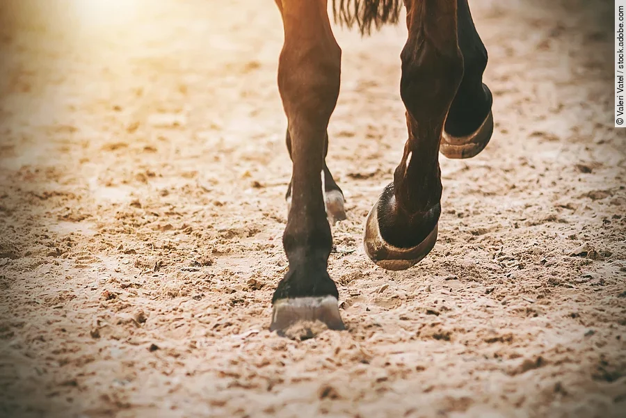 The hooves of a galloping Bay horse running across the sand in t Nahaufnahme von den Beinen eines trabenden Pferds.