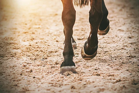 Nahaufnahme von den Beinen eines trabenden Pferds.