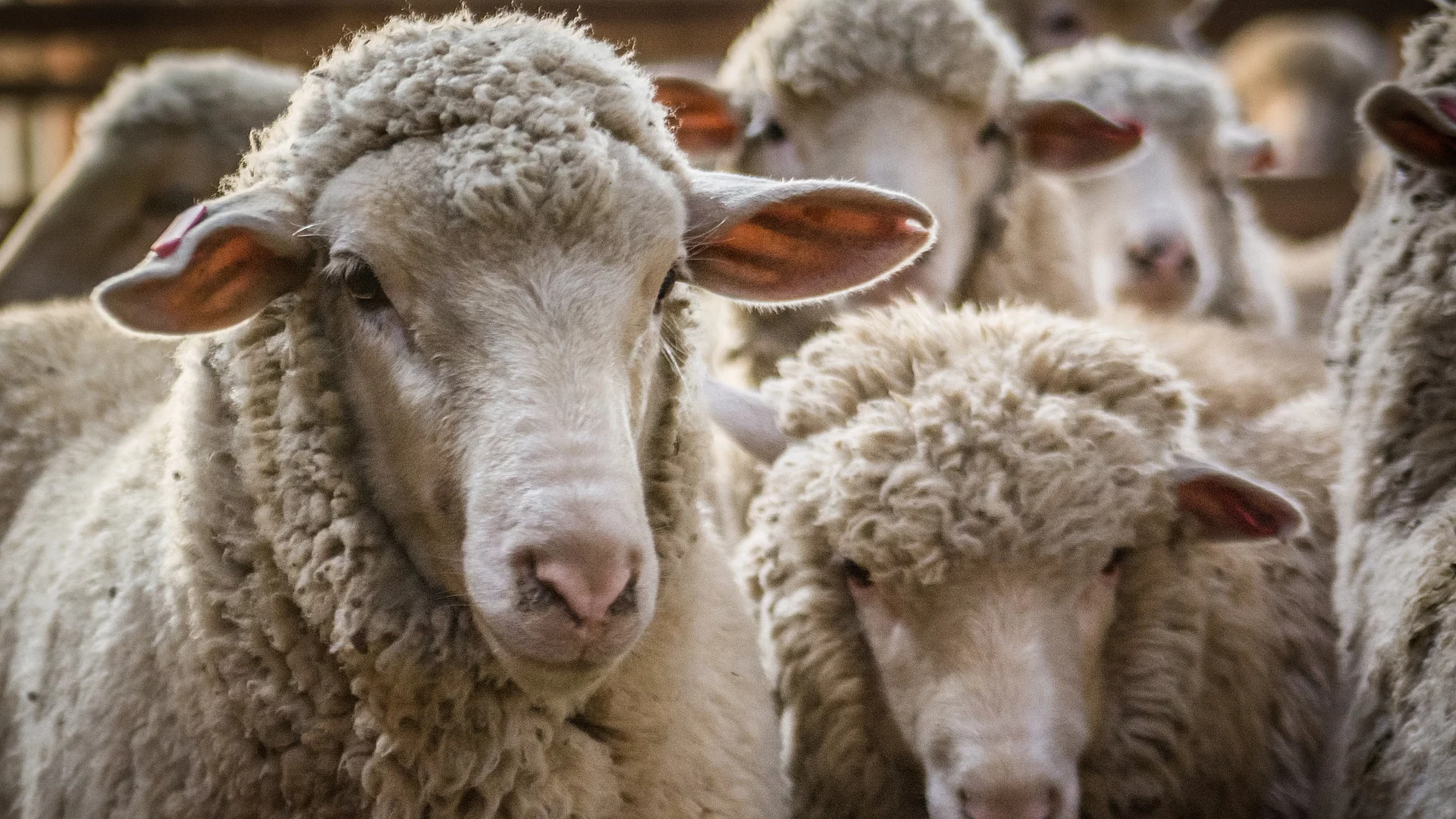 Eine Herde Merino-Schafe steht eng beisammen. Die Schafe sind nicht geschoren, sodass die plüschige Wolle ihr Gesicht umrahmt.