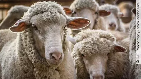 Eine Herde Merino-Schafe steht eng beisammen. Die Schafe sind nicht geschoren, sodass die plüschige Wolle ihr Gesicht umrahmt.