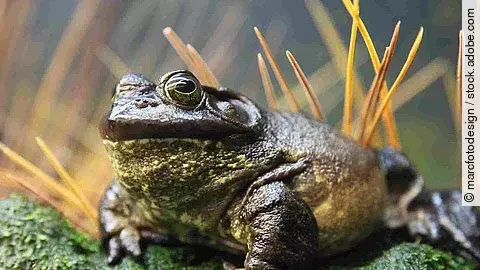 American Bullfrog (Rana Catesbeiana)