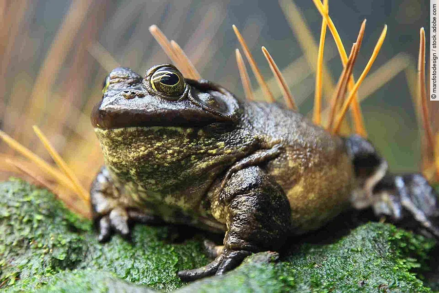 American Bullfrog (Rana Catesbeiana)