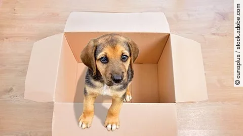 Looking for the perfect home