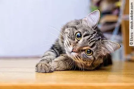 Portrait of a beautiful gray striped cat close up