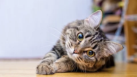 Portrait of a beautiful gray striped cat close up