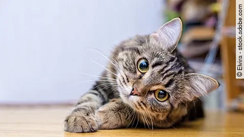 Portrait of a beautiful gray striped cat close up