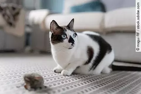 Eine gefleckte Katze sitzt auf einem Teppich vor einem Spielzeug.