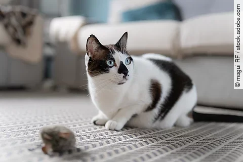 Eine gefleckte Katze sitzt auf einem Teppich vor einem Spielzeug.