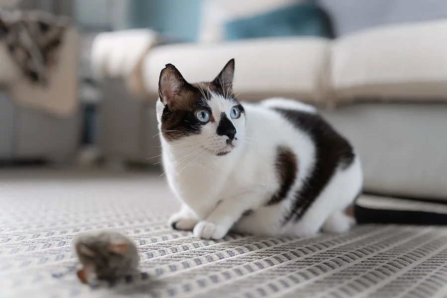 Eine gefleckte Katze sitzt auf einem Teppich vor einem Spielzeug.