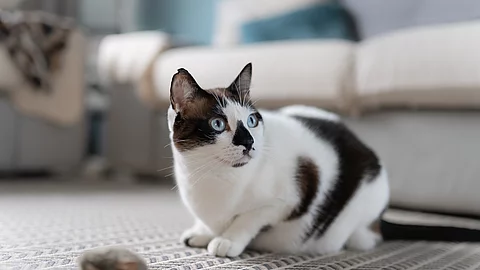 Eine gefleckte Katze sitzt auf einem Teppich vor einem Spielzeug.