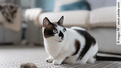 Eine gefleckte Katze sitzt auf einem Teppich vor einem Spielzeug.