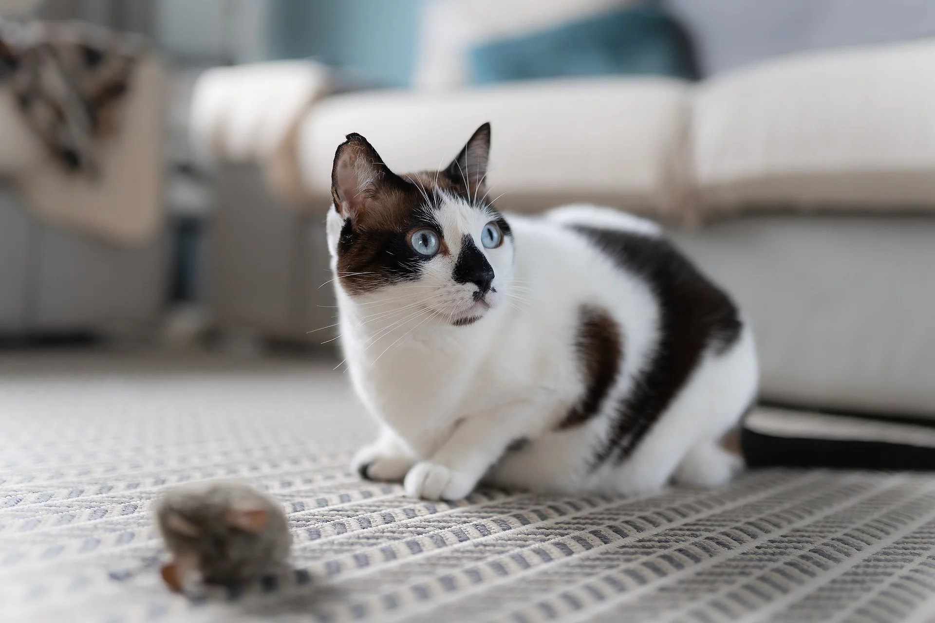 Eine gefleckte Katze sitzt auf einem Teppich vor einem Spielzeug.