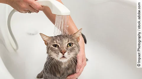 Eine braun getigerte Katze wird von einer Frau in der Badewanne abgeduscht. Eine braun getigerte Katze wird von einer Frau in der Badewanne abgeduscht.