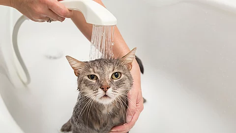 Eine braun getigerte Katze wird von einer Frau in der Badewanne abgeduscht. Eine braun getigerte Katze wird von einer Frau in der Badewanne abgeduscht.