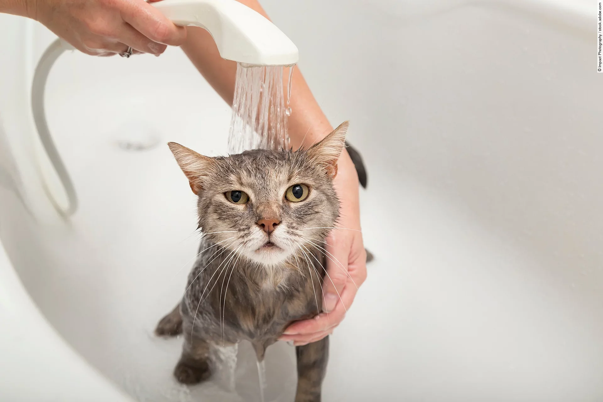 Eine braun getigerte Katze wird von einer Frau in der Badewanne abgeduscht.
