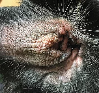 Chronische Otitis externa