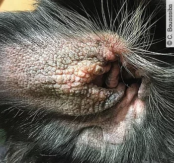 Chronische Otitis externa