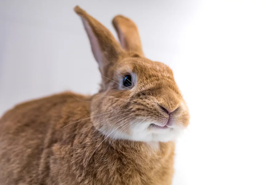 Ein hellbraunes Kaninchen mit langen Ohren sitzt vor einem grauen Hintergrund und frisst genüsslich sein Grünfutter.