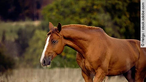 Ein fuchsfarbendes Pferd läuft im Schritt über eine Weide.