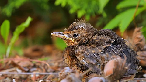 Ein junger, braun gefiederter Vogel sitzt alleine auf dem Boden und scheint hilflos zu sein.