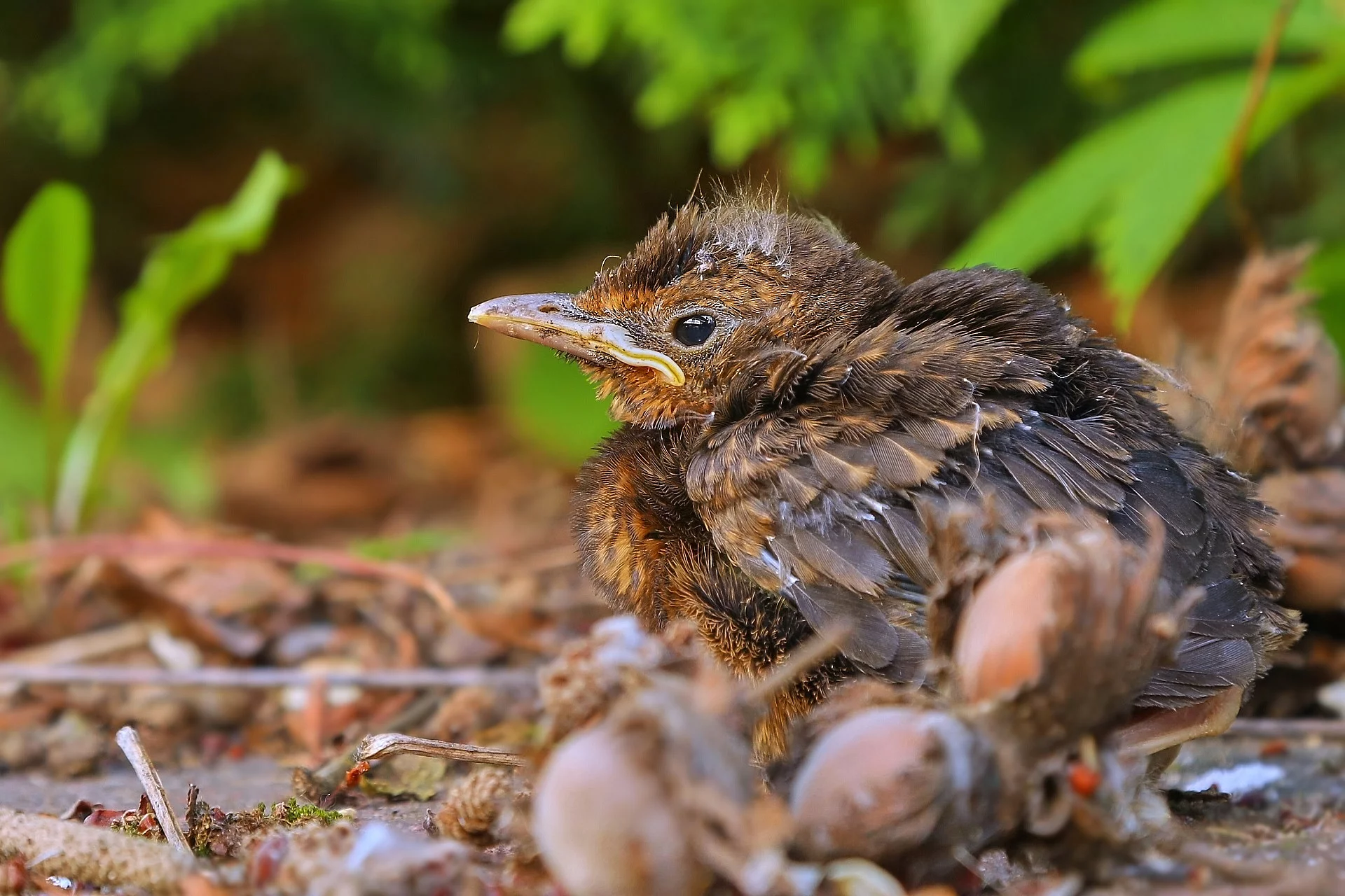Ein junger, braun gefiederter Vogel sitzt alleine auf dem Boden und scheint hilflos zu sein.